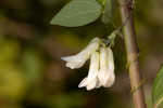 Hog Peanut